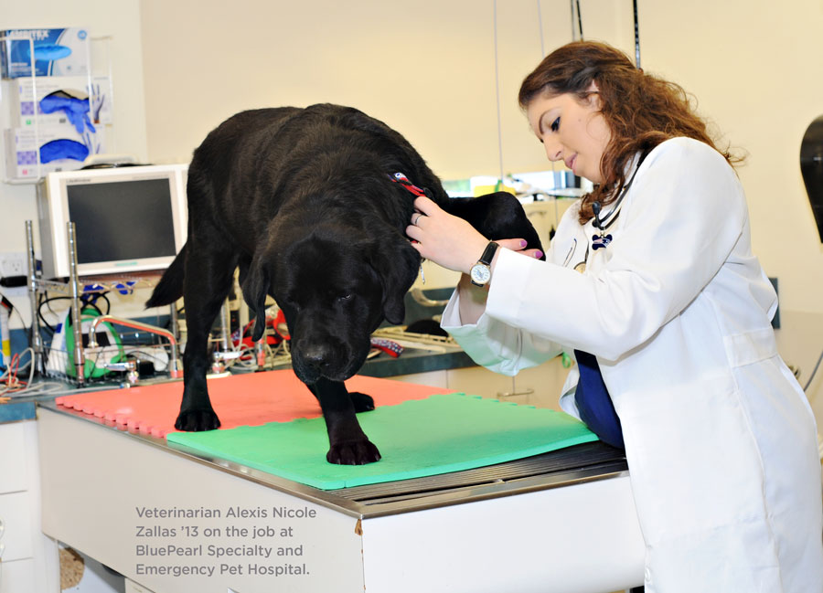Veterinarian Alexis Nicole Zallas ’13 on the job at BluePearl Specialty and Emergency Pet Hospital.